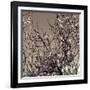 Flowering Branches 5756-Rica Belna-Framed Giclee Print