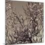 Flowering Branches 5756-Rica Belna-Mounted Giclee Print