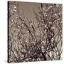 Flowering Branches 5756-Rica Belna-Stretched Canvas