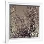 Flowering Branches 5756-Rica Belna-Framed Giclee Print