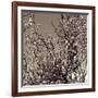 Flowering Branches 5756-Rica Belna-Framed Giclee Print