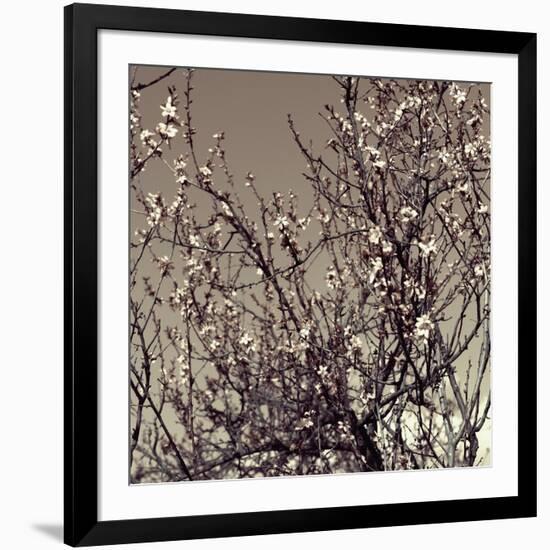 Flowering Branches 5756-Rica Belna-Framed Giclee Print