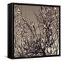 Flowering Branches 5756-Rica Belna-Framed Stretched Canvas