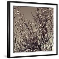 Flowering Branches 5756-Rica Belna-Framed Premium Giclee Print