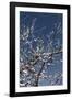 Flowering Branches-Rica Belna-Framed Photographic Print