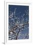 Flowering Branches-Rica Belna-Framed Premium Photographic Print