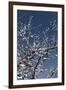 Flowering Branches-Rica Belna-Framed Premium Photographic Print