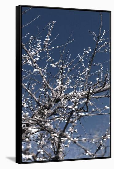 Flowering Branches-Rica Belna-Framed Stretched Canvas