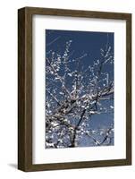 Flowering Branches-Rica Belna-Framed Photographic Print