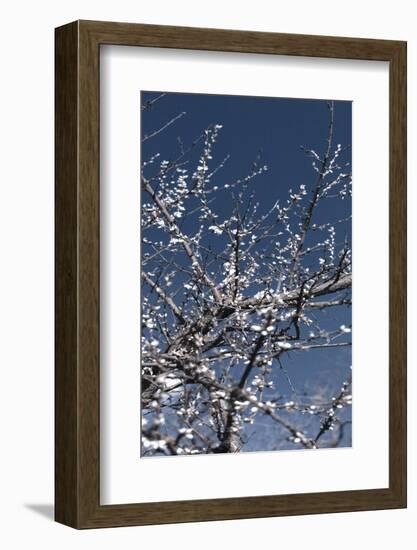 Flowering Branches-Rica Belna-Framed Photographic Print