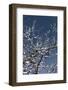 Flowering Branches-Rica Belna-Framed Photographic Print