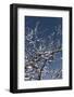 Flowering Branches-Rica Belna-Framed Photographic Print