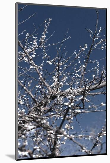 Flowering Branches-Rica Belna-Mounted Photographic Print