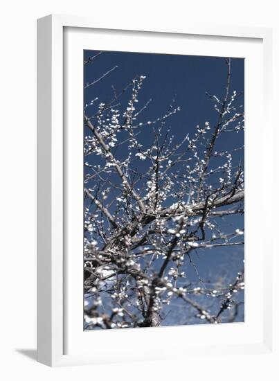 Flowering Branches-Rica Belna-Framed Photographic Print