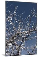 Flowering Branches-Rica Belna-Mounted Photographic Print