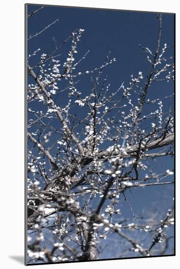 Flowering Branches-Rica Belna-Mounted Photographic Print