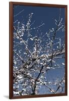 Flowering Branches-Rica Belna-Framed Photographic Print