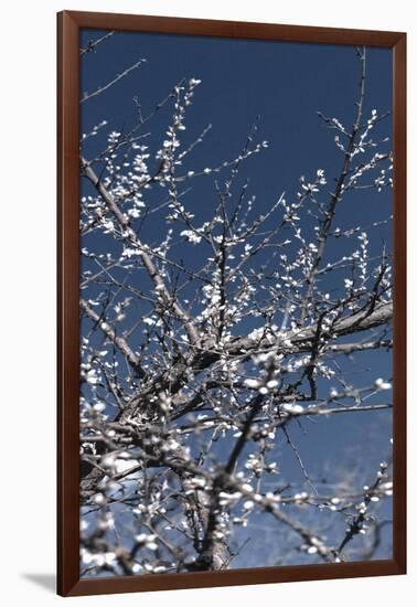 Flowering Branches-Rica Belna-Framed Photographic Print