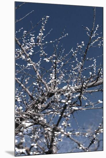 Flowering Branches-Rica Belna-Mounted Premium Photographic Print