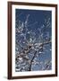 Flowering Branches-Rica Belna-Framed Photographic Print