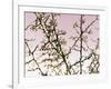 Flowering Branchess-Rica Belna-Framed Giclee Print