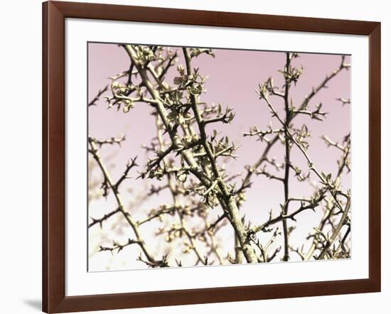 Flowering Branchess-Rica Belna-Framed Giclee Print