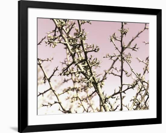 Flowering Branchess-Rica Belna-Framed Giclee Print