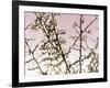 Flowering Branchess-Rica Belna-Framed Giclee Print