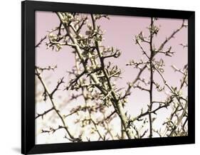 Flowering Branchess-Rica Belna-Framed Giclee Print