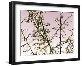 Flowering Branchess-Rica Belna-Framed Giclee Print