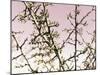 Flowering Branchess-Rica Belna-Mounted Giclee Print