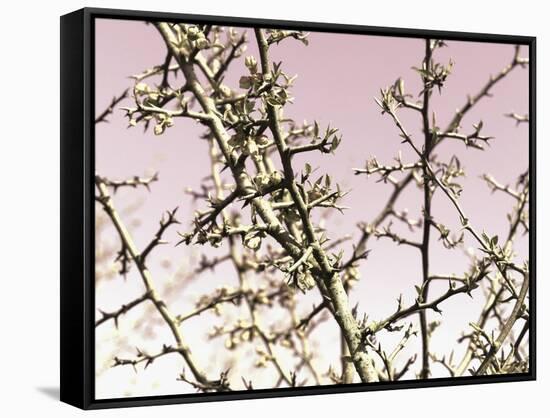 Flowering Branchess-Rica Belna-Framed Stretched Canvas