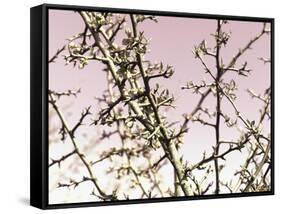 Flowering Branchess-Rica Belna-Framed Stretched Canvas