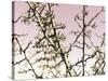 Flowering Branchess-Rica Belna-Stretched Canvas