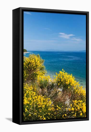 Flowering Broom at Coastal Landscape, Makarska Riviera, Dalmatia, Croatia-null-Framed Stretched Canvas