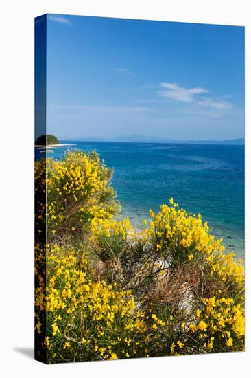 Flowering Broom at Coastal Landscape, Makarska Riviera, Dalmatia, Croatia-null-Stretched Canvas