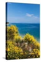 Flowering Broom at Coastal Landscape, Makarska Riviera, Dalmatia, Croatia-null-Stretched Canvas