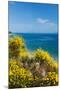 Flowering Broom at Coastal Landscape, Makarska Riviera, Dalmatia, Croatia-null-Mounted Premium Photographic Print