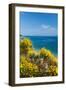 Flowering Broom at Coastal Landscape, Makarska Riviera, Dalmatia, Croatia-null-Framed Photographic Print