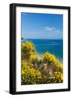 Flowering Broom at Coastal Landscape, Makarska Riviera, Dalmatia, Croatia-null-Framed Photographic Print