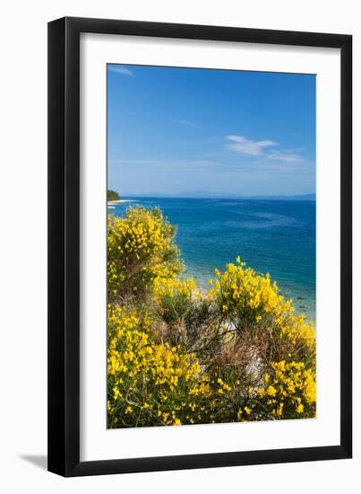 Flowering Broom at Coastal Landscape, Makarska Riviera, Dalmatia, Croatia-null-Framed Photographic Print