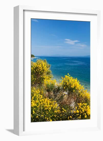 Flowering Broom at Coastal Landscape, Makarska Riviera, Dalmatia, Croatia-null-Framed Photographic Print