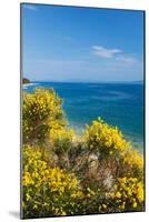 Flowering Broom at Coastal Landscape, Makarska Riviera, Dalmatia, Croatia-null-Mounted Photographic Print