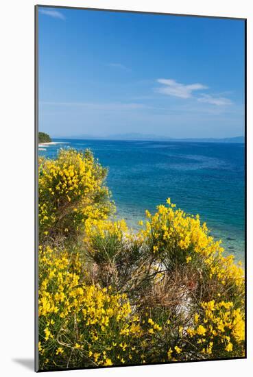 Flowering Broom at Coastal Landscape, Makarska Riviera, Dalmatia, Croatia-null-Mounted Photographic Print