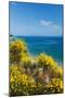 Flowering Broom at Coastal Landscape, Makarska Riviera, Dalmatia, Croatia-null-Mounted Photographic Print