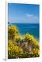 Flowering Broom at Coastal Landscape, Makarska Riviera, Dalmatia, Croatia-null-Framed Photographic Print