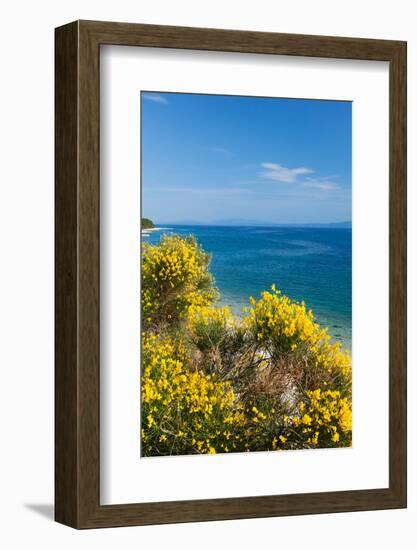Flowering Broom at Coastal Landscape, Makarska Riviera, Dalmatia, Croatia-null-Framed Photographic Print