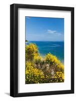 Flowering Broom at Coastal Landscape, Makarska Riviera, Dalmatia, Croatia-null-Framed Photographic Print