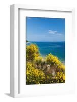 Flowering Broom at Coastal Landscape, Makarska Riviera, Dalmatia, Croatia-null-Framed Photographic Print