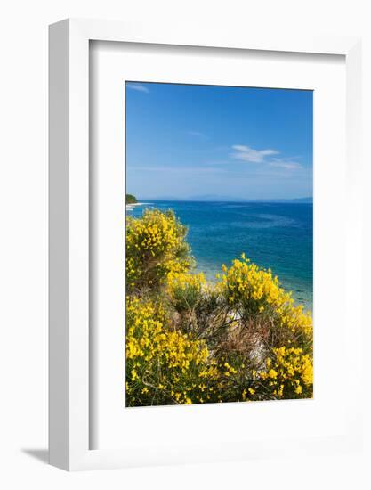 Flowering Broom at Coastal Landscape, Makarska Riviera, Dalmatia, Croatia-null-Framed Photographic Print